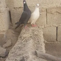 کبوترسالم یک سنگی یک سفید