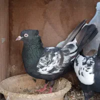 کفتر سینه سیاه