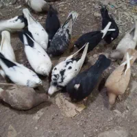 ۱۶تارنگی و پرشی