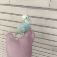 مرغ عشق رنگ خاص جفت نر و ماده