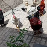 خروس محلی