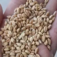 فروش گندم تمیز