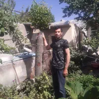 هرس و پیوند انواع درختان و بهترین فصل برای فروت ست|خدمات باغبانی و درختکاری|ملایر, |دیوار