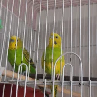 فروش دوتا مرغ عشق 650تومان