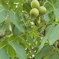 باغ ذغال اخته|فروش زمین و ملک کلنگی|تهران, شوش (باغ آذری)|دیوار