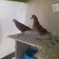 کبوتر کفتر طوقی