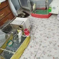 تعدادی عروس|پرنده|قم, نوبهار|دیوار