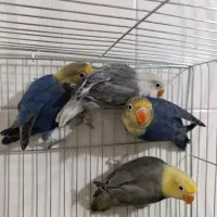 جفت کوتولهمولدپاربلو دبل فکتور وپاربلوبلک سرسفید|پرنده|قم, مهر آباد|دیوار