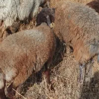 دو راس بره ماده همو وهتروگهی را کامل بخوانید لطفا