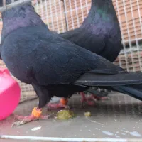 فروش فوری تکپر به زمانت پرش