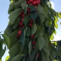 زمین کشاورزی|فروش دفتر صنعتی، کشاورزی، تجاری|سنندج, |دیوار