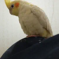 عروس‌هلندی‌‌نر‌