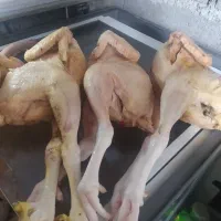 مرغ و خروس و بوقلمون محلی