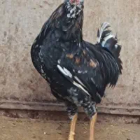 نیمچه گلین و نیمچه محلی