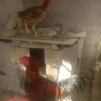 سلام مرغ خروس چابهاری