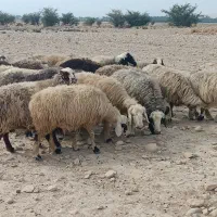 فروش 30 راس شیشک میش داشتی ناز آبستن و بره دار|حیوانات مزرعه|کازرون, |دیوار