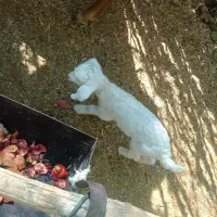 بز کهره دار|حیوانات مزرعه|ارزوئیه, |دیوار