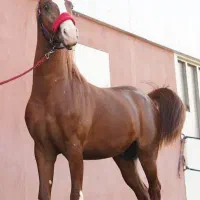 کره ی پر خون سهیل حیدر تمام گپی