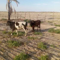 گاو|حیوانات مزرعه|جلگه چاه هاشم, |دیوار