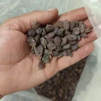 فروش کشمش آفتابی وپلویی|خوردنی و آشامیدنی|ملایر, |دیوار