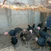 بوقلمون، مرغ، قو غاز ،مرغ شاخدار|حیوانات مزرعه|پیشوا, |دیوار