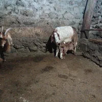 بز دامازدخ 13عدد|حیوانات مزرعه|مرادلو, |دیوار