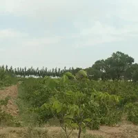 باغ-فروشی