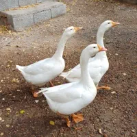 قوغاز