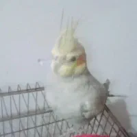 مرغ عشق و عروس هلندی