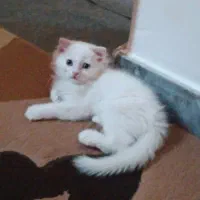 بچه گربه اسکاتیش