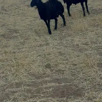 قوچ شیش دندان