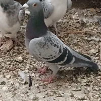 ۱۳ تا کبوتر