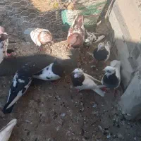 ۴۰ عدد کبوتر طوقی کاکلی