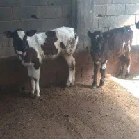 گاو دوقلو زا گوساله ها ماده|حیوانات مزرعه|چمستان, |دیوار