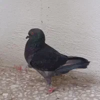 کبوتر کینک|پرنده|قم, گلزار|دیوار