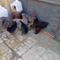 فروش مرغ وخروس از نژاد برهما وایام