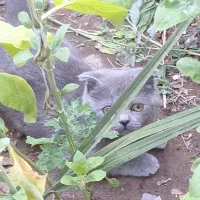 واگذاری گربه اسکاتیش بلو