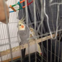 عروس هلندی مولد با وسایل|پرنده|پاکدشت, پاکدشت (مامازند)|دیوار