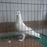 کبوتر سفید نر جوان