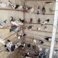 کفتر|پرنده|قم, کلهری|دیوار