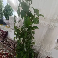 گل پتوس|گل و گیاه طبیعی|مشهد, امیرآباد|دیوار