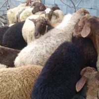فروش گوسفند سالم و سرحال