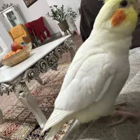 عروس هلندی گم شده|حیوانات|بندر امام خمینی, |دیوار