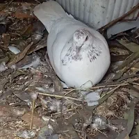 کفتر