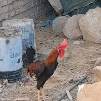 خروس در قلعه چنعان
