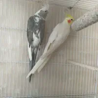 2جفت عروس همراه با جوجه ارزان