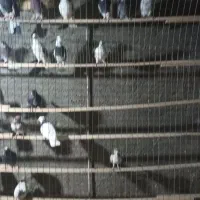 کبوتر همه رنگ