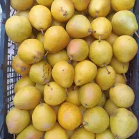 فروش گلابی شیروان|خوردنی و آشامیدنی|مشهد, شهید علی محمدی|دیوار