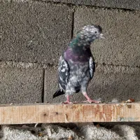 کفتر هفت رنگ|پرنده|صباشهر, |دیوار