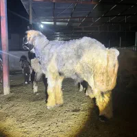 ۱ راس قوچ بختیاری/ ۱ راس بره قوچی /میش/گوسفند/